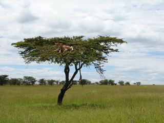 lions in a tree