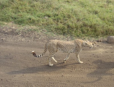 Cheetah with beautiful black and brown patterned spot