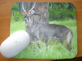 Waterbuck Mousepad: Click here to order Waterbuck Mouse Pad: Click here to order