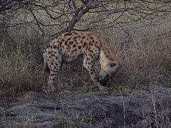 Hynea eating droppings from leopard warthog kill