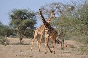 Giraffe abound - giraffes are a common sight