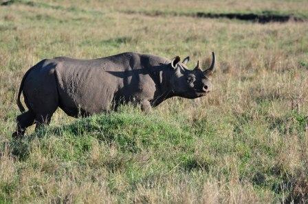 Saw the last day the elusive Rhino