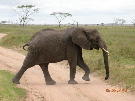 african elephant ears. African Elephant: The Largest