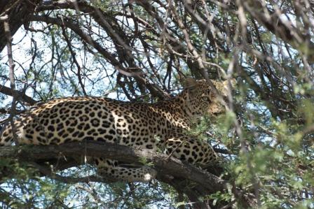 LEOPARD - Most Cunning, Shrewd, Elusive Big Cat | SAFARI KAY african safari  adventures