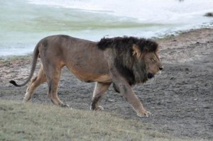 Lion at Lake Manyara, Tanzania Africa