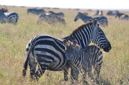 Mom and baby zebra on  the Serengeti - Tanzania, Africa