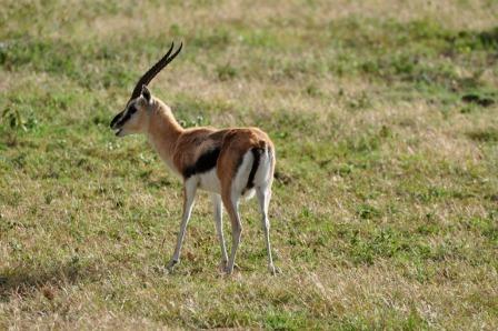 Thompson's Gazelle, one of the beautiful wild animals in africa