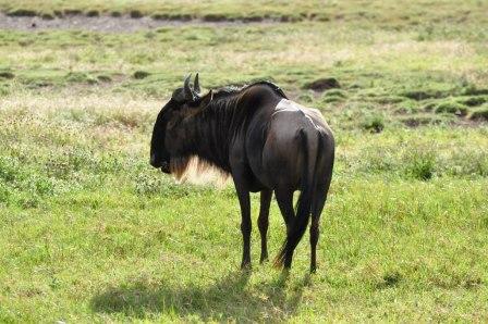 Wilderbeest in the Serengeti