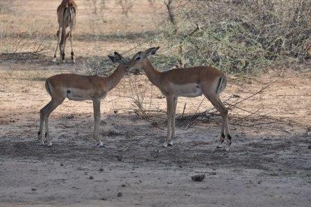 mom and baby impala