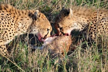 lions in Kenya eat dinner