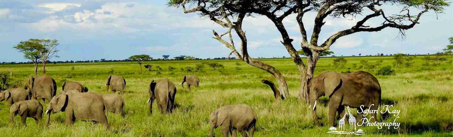Elephants   in   Tanzania
