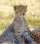 Baby Cheetah