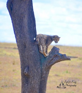 Baby Cheetah Stuck in a Tree