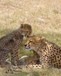 Cheetah MomandBaby