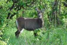 Waterbuck